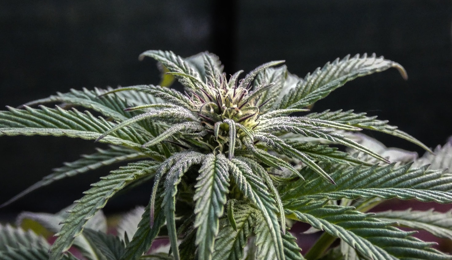 Cannabislagar: Argument för en ny strategi