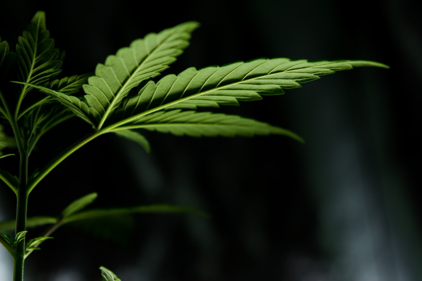 Frihetsaspekter och cannabis: En ny samhällsdebatt
