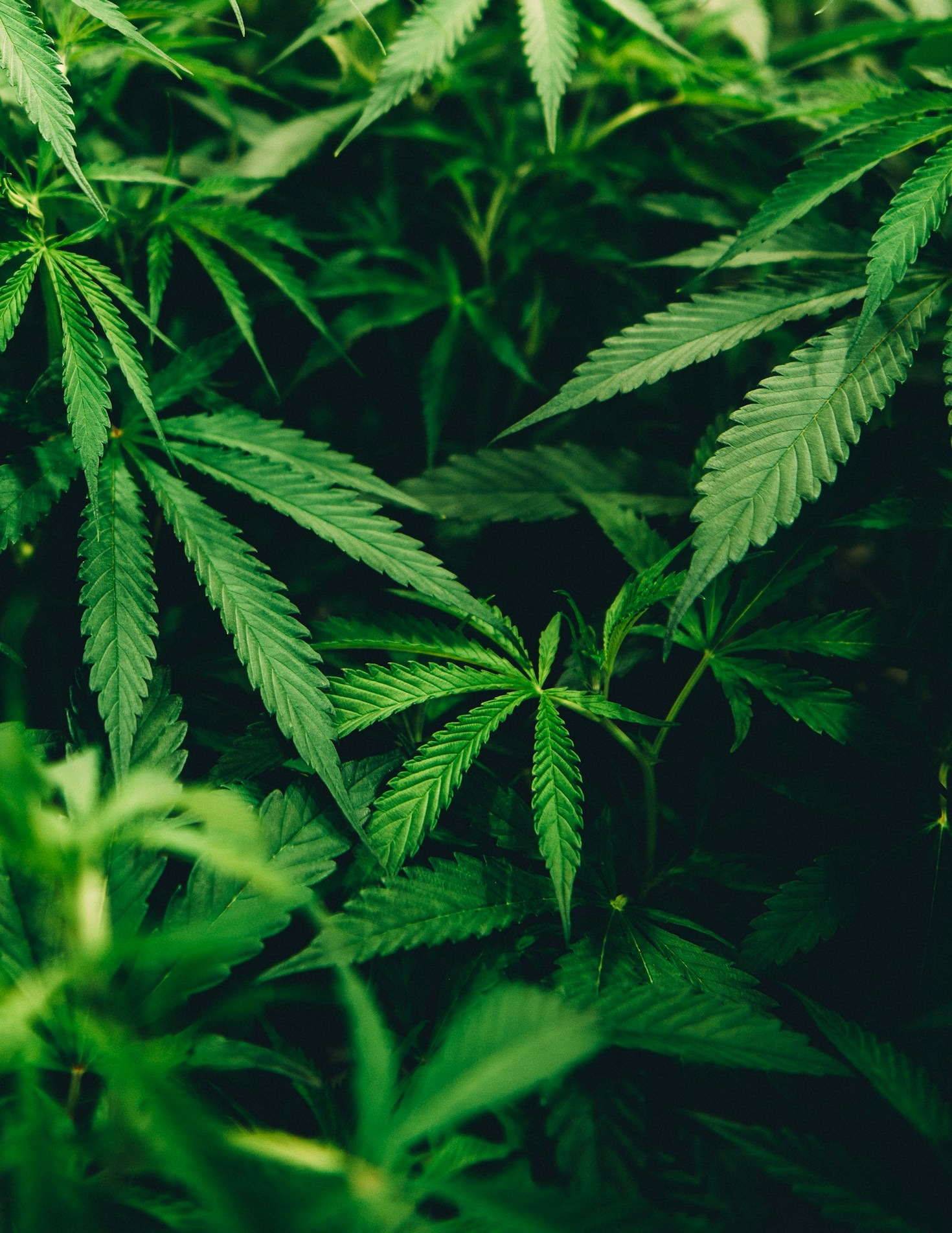 Kriminella gäng och cannabis: En ekonomisk analys